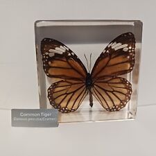 Tiger butterfly resin for sale  Bristol