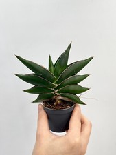 Sansevieria stylish fan for sale  LONDON