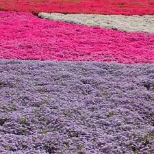 Polsterphlox phlox subulata gebraucht kaufen  Elmshorn