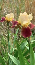 Maroon yellow bearded for sale  Caney