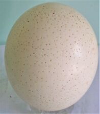 Oeuf autruche naturel d'occasion  Saint-Nazaire