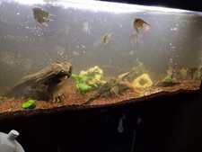 Aquarium komplett set gebraucht kaufen  Schwanewede