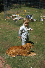 1950s kodachrome red for sale  Calais
