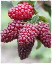 Pianta tayberry buckingham usato  Montichiari