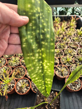 Aspidistra sichuanensis chroma for sale  HELSTON