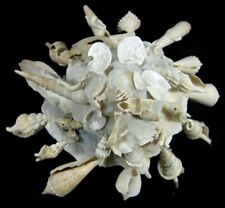 Xenophora pallidula seashell for sale  Raleigh