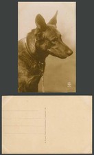 Belgian shepherd dog for sale  UK