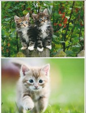 Katzen niedliche kätzchen gebraucht kaufen  Kist
