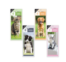 2026 puppy cat for sale  SUNBURY-ON-THAMES