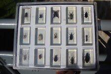 Insectes inclusions résines d'occasion  Charleville-Mézières