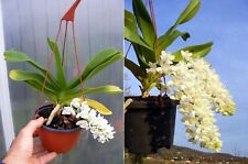 Rhynchostylis gigantea var. d'occasion  Fumel