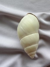 CARACOL TERRESTRE, CONCHA, Amphidromus SP 53,4mm #8911 comprar usado CARACOL TERRESTRE, CONCHA, Amphidromus SP 53,4mm #8911 comprar usado  Enviando para Brazil