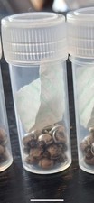 Grow macleays spectre for sale  GRANTHAM