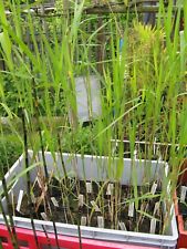 Pflanzen schilfrohr phragmites gebraucht kaufen  Deutschland