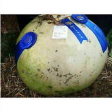 Zucca fiore gigante usato  Trappeto