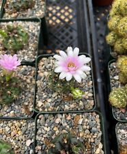 Gymnocalycium rotundulum cactu for sale  Temecula