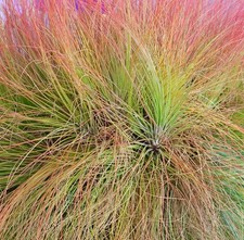 Tillandsia juncea pianta usato  Napoli