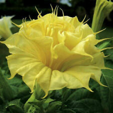 Datura golden queen usato  Italia
