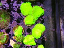 Neon green cabbage for sale  CLACTON-ON-SEA