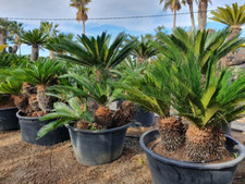 Cyca revoluta sago for sale  GREENFORD