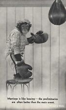Monkey wears boxing for sale  Framingham