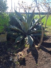 Pianta grande agave usato  Torchiarolo
