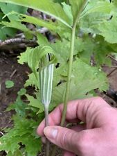 Arisaema triphyllum seeds for sale  Portland