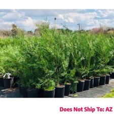 Murray leyland cypress for sale  Miami