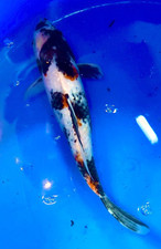 jumbo koi for sale  BRIERLEY HILL