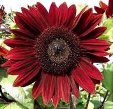 Rouge royale sunflower for sale  SOUTH CROYDON