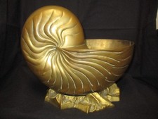 large nautilus shell for sale large nautilus shell for sale Newark