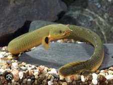 Ropefish live freshwater for sale  Garfield