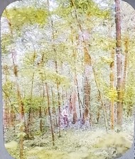 Sumter Long Cane Ranger District, Carolina do Sul, Magic Lantern Glass Slide, comprar usado  Enviando para Brazil
