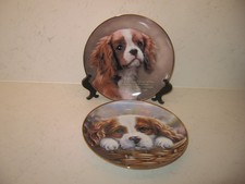 Cavalier king charles for sale  WELLINGBOROUGH