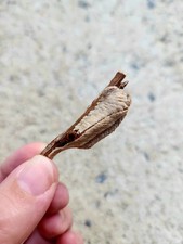 ootheca for sale  Philadelphia