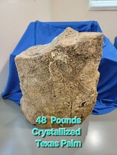 Pound texas palm for sale  Bradenton