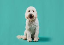 Maltese puppy dog for sale  SELBY