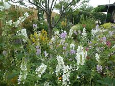 Touchwood tall plants for sale  SWANSEA