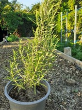 Pflanzen eigenem garten gebraucht kaufen  Bad Krozingen