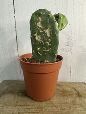pear pad for sale  STAMFORD