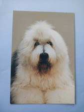 Bobtail hundepostkarte hund gebraucht kaufen  Borna