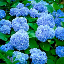 Hydrangea macrophylla nikko for sale  Milton Freewater