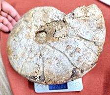 Fossile ammonite grande usato  San Severino Marche