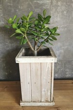 Crassula feng shui gebraucht kaufen  Deutschland