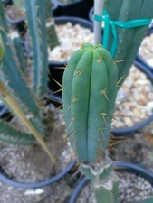 Cactus echinopsis lumber for sale  Monticello