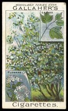 Gallaher woodland trees for sale  LLANRWST