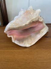 Riesengroße alte schneckenmus gebraucht kaufen Riesengroße alte schneckenmus gebraucht kaufen  Wasserliesch