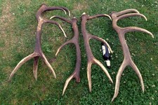 4kg geweihstangen abwurfstange gebraucht kaufen  Frankenblick, Schalkau
