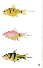 Vintage exotic fish for sale  DERBY