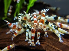 Crystal shrimp golden for sale  Marysville